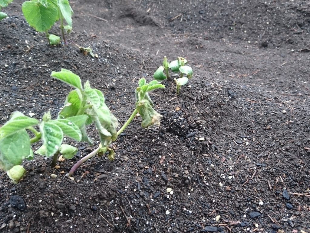 数日前の枝豆