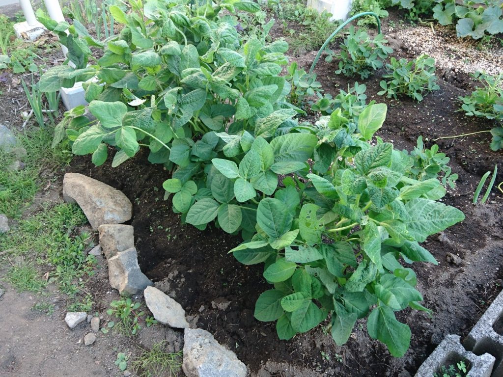 畑状況報告 苗を植えてから２か月経過 畑もさもさ 庭と子どもと俺の嫁 と犬