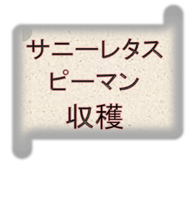 枝豆の種を発芽させる方法 枝豆栽培日記 ２年目の挑戦 Part1 庭と子どもと俺の嫁 と犬