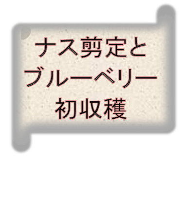 ナスの剪定方法 剪定のやり方や摘芯のやり方を解説 庭と子どもと俺の嫁 と犬