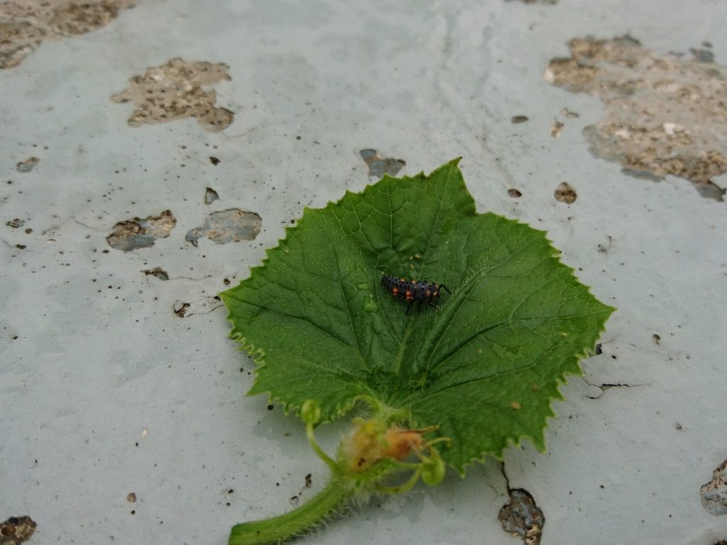 メロンがいきなり枯れた 原因はいったい何なのだ 庭と子どもと俺の嫁 と犬 メロンがいきなり枯れた 原因はいったい何なのだ 庭と子どもと俺の嫁 と犬