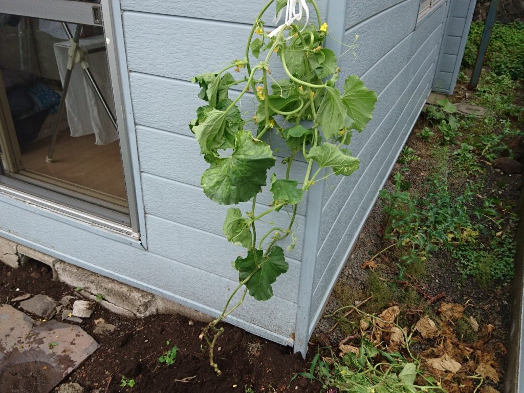 メロンがいきなり枯れた 原因はいったい何なのだ 庭と子どもと俺の嫁 と犬