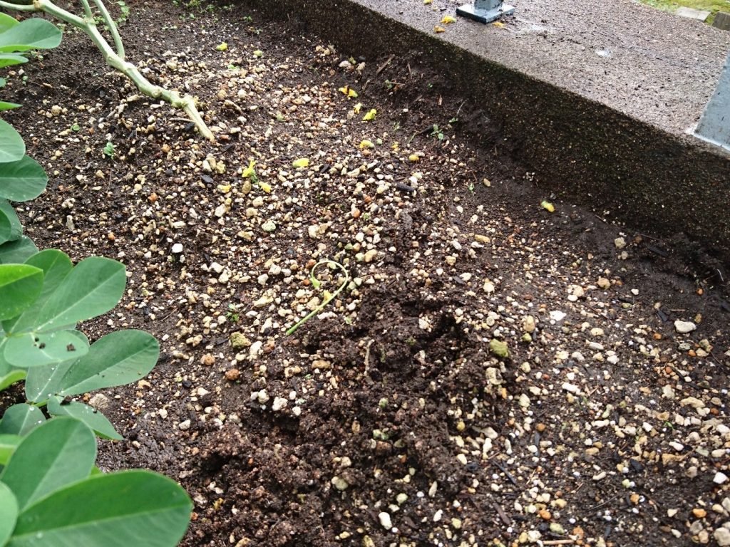 メロンがいきなり枯れた 原因はいったい何なのだ 庭と子どもと俺の嫁 と犬