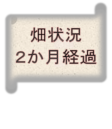 ピーマン ナスに添え木のやり方 支柱の立て方からヒモを結ぶ方法まで 庭と子どもと俺の嫁 と犬