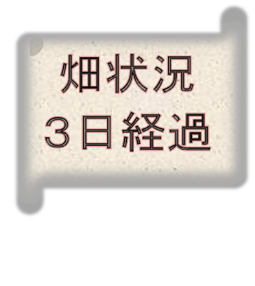 始めて一週間の畑作業まとめ 後編 庭と子どもと俺の嫁 と犬