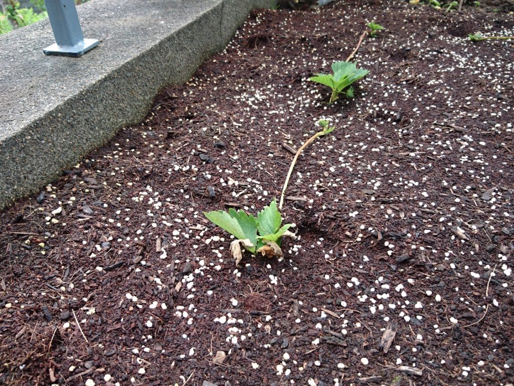 イチゴ収穫物語 ツルが伸びたので イチゴ植え替え大作戦 庭と子どもと俺の嫁 と犬