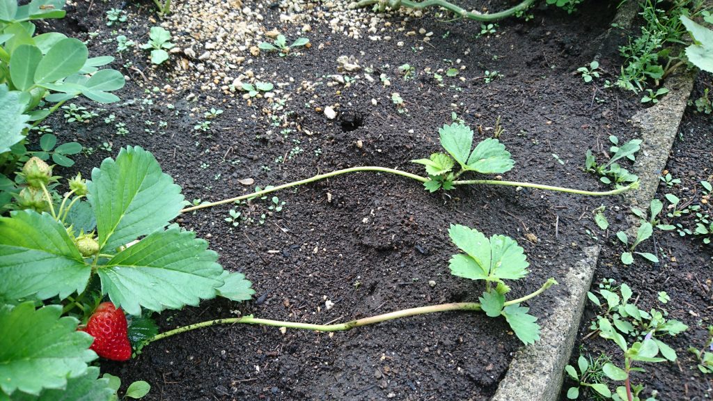イチゴ収穫物語 ツルが伸びたので イチゴ植え替え大作戦 庭と子どもと俺の嫁 と犬