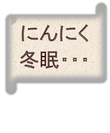 にんにく栽培in北海道 Part 2 にんにく発芽 いや冬眠 追記有り 庭と子どもと俺の嫁 と犬