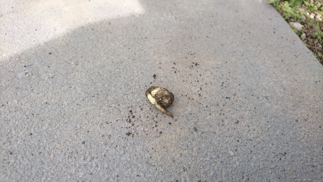 枝豆の種を発芽させる方法 枝豆栽培日記 ２年目の挑戦 Part2 庭と子どもと俺の嫁 と犬