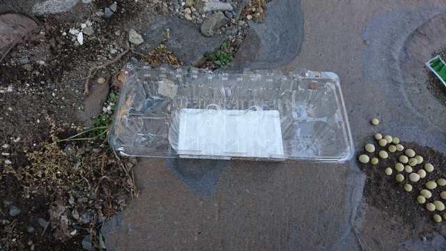 枝豆の種を発芽させる方法 枝豆栽培日記 ２年目の挑戦 Part1 庭と子どもと俺の嫁 と犬