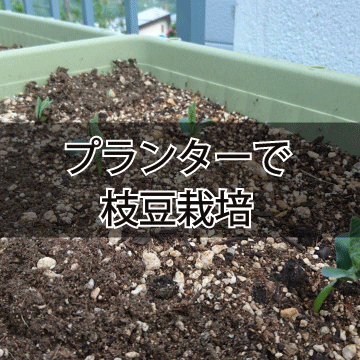 プランター栽培 プランターで種から枝豆を育てる方法part2 庭と子どもと俺の嫁 と犬