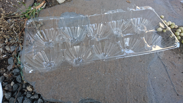 枝豆の種を発芽させる方法 枝豆栽培日記 ２年目の挑戦 Part1 庭と子どもと俺の嫁 と犬