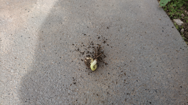 枝豆の種を発芽させる方法 枝豆栽培日記 ２年目の挑戦 Part2 庭と子どもと俺の嫁 と犬