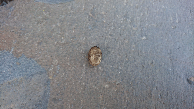 枝豆の種を発芽させる方法 枝豆栽培日記 ２年目の挑戦 Part1 庭と子どもと俺の嫁 と犬