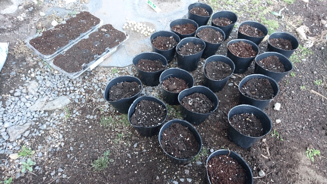 枝豆の種を発芽させる方法 枝豆栽培日記 ２年目の挑戦 Part1 庭と子どもと俺の嫁 と犬