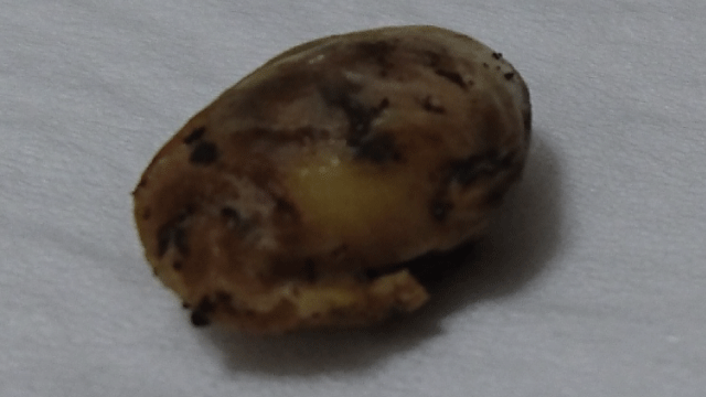 枝豆の種を発芽させる方法 枝豆栽培日記 ２年目の挑戦 Part1 庭と子どもと俺の嫁 と犬