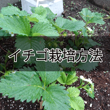 北海道いちご栽培２年目 ランナーが伸びて繁殖 水やりから肥料のあげ方 今年は豊作だ 庭と子どもと俺の嫁 と犬