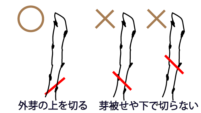 梅の剪定方法 梅の実なりを良くするために枝を伐採してみる 徒長枝 外目 葉芽 庭と子どもと俺の嫁 と犬