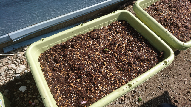 プランター栽培 プランターで種から枝豆を育てる方法part2 庭と子どもと俺の嫁 と犬