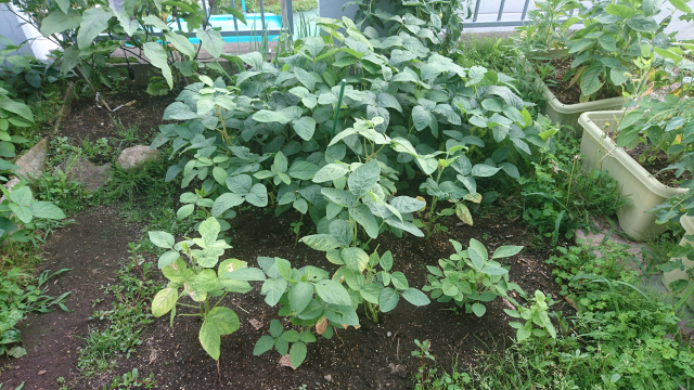 枝豆の剪定方法 枝豆栽培日記 ２年目の挑戦 Part4 庭と子どもと俺の嫁 と犬