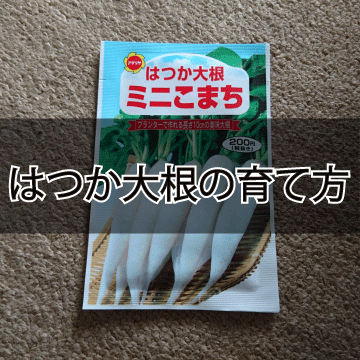 はつか大根 ラディッシュ の栽培方法 はつか大根の育て方を種まきから解説 Part1 庭と子どもと俺の嫁 と犬