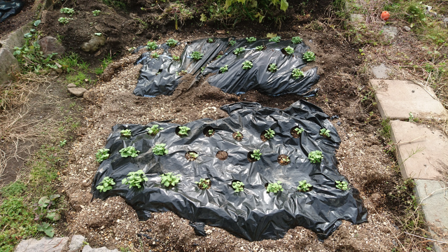 間引きとは 間引きのやり方を解説 はつか大根の間引きを実際にやってみた 庭と子どもと俺の嫁 と犬