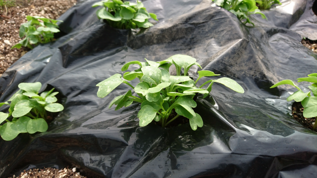 間引きとは 間引きのやり方を解説 はつか大根の間引きを実際にやってみた 庭と子どもと俺の嫁 と犬