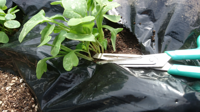 間引きとは 間引きのやり方を解説 はつか大根の間引きを実際にやってみた 庭と子どもと俺の嫁 と犬