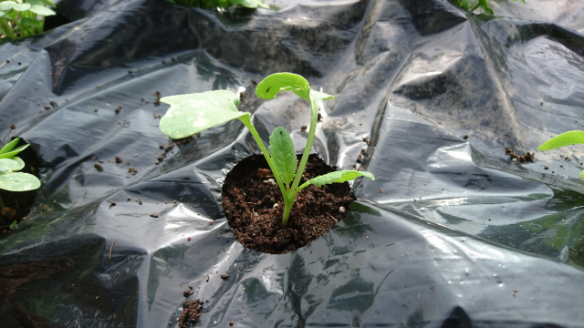 間引きとは 間引きのやり方を解説 はつか大根の間引きを実際にやってみた 庭と子どもと俺の嫁 と犬