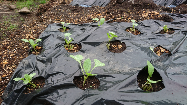 はつか大根 ラディッシュ の栽培方法 はつか大根の育て方を種まきから解説 Part2 庭と子どもと俺の嫁 と犬