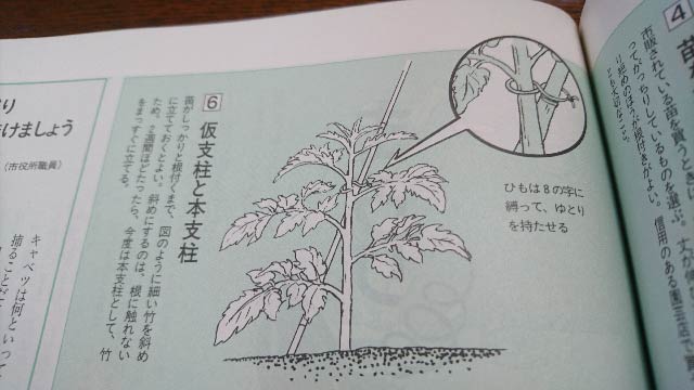 ミニトマトの栽培方法part1 苗植え 支柱立て わき芽かき 剪定方法 追肥のやり方 庭と子どもと俺の嫁 と犬