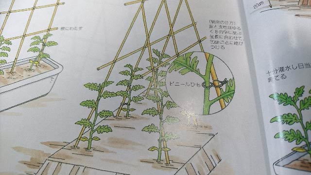 ミニトマトの栽培方法part1 苗植え 支柱立て わき芽かき 剪定方法 追肥のやり方 庭と子どもと俺の嫁 と犬