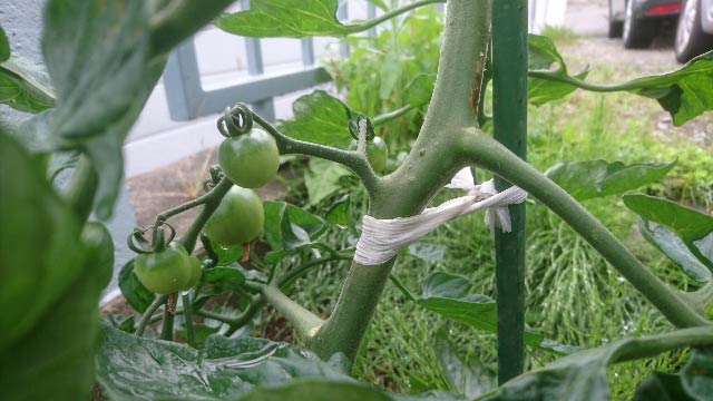 ミニトマトの栽培方法part2 摘芯のやり方と挿し木の方法 収穫 庭と子どもと俺の嫁 と犬