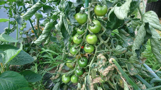 ミニトマトの栽培方法part2 摘芯のやり方と挿し木の方法 収穫 庭と子どもと俺の嫁 と犬