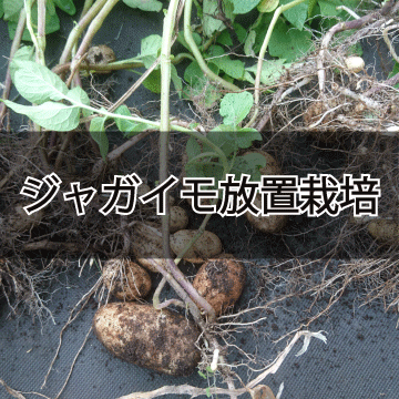 ジャガイモを完全放置で育てる 北海道でのじゃがいも栽培の様子 庭と子どもと俺の嫁 と犬