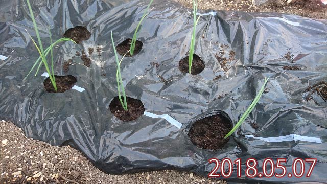 玉ねぎを完全放置で育てる 北海道でのたまねぎ栽培の様子 庭と子どもと俺の嫁 と犬