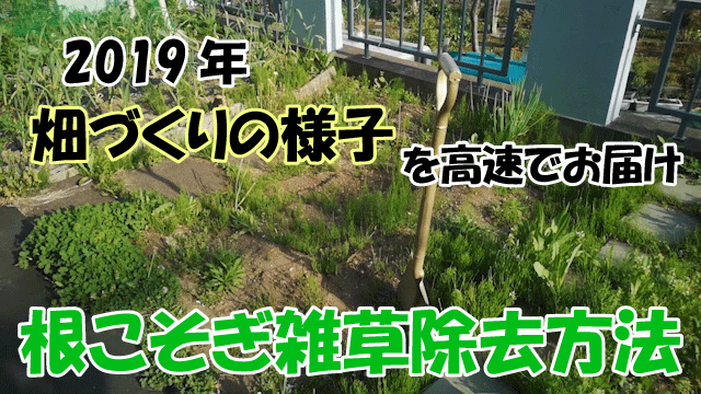 マルチの役割と効果 マルチをするメリットとデメリット 庭と子どもと俺の嫁 と犬